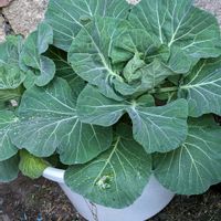 キャベツの画像