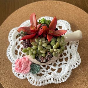 多肉の寄せ植え,ちまちま寄せ,ラブリー♡加速中,大人ラブリーの画像