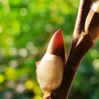 スイセン,ネコヤナギ,八重咲き,枝物,キュンキュン乙女倶楽部の画像