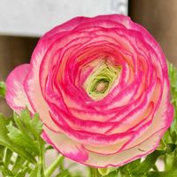 ラナンキュラス,ラナンキュラス,ラナンキュラスの画像