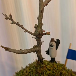 長寿梅,苔玉,ベランダの画像