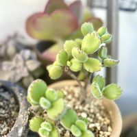 熊童子,多肉植物,観葉植物,花のある暮らし,コチレドン属の画像