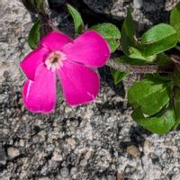 シレネ,コートダジュール(ノボタン),我が家の庭,土曜日は紫の花,愛しの紫の画像