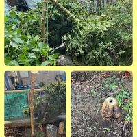 皇帝ダリア,皇帝ダリアの画像