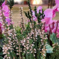 シクラメン,カルーナの画像