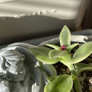 ベビーサンローズ,多肉花芽,花芽発見!,ポジティ部 ♡,ポジティ部活動報告ꉂꉂ(๑˃▿︎˂๑)ｧ,､'`の画像