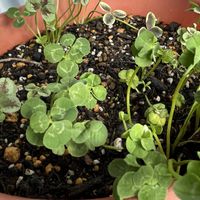 クローバーの画像