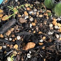 カモミール,ジャーマンカモミールの画像