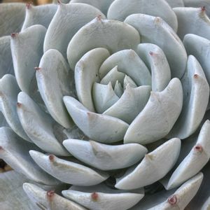 クリスマスローズ,ブルーバード,多肉のある暮らし,バラと夢CLUB,エントランスの画像