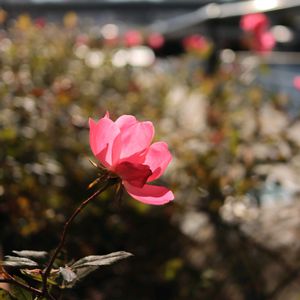 散歩,庭園,花いろいろ,ばら バラ 薔薇,お出かけ先の画像
