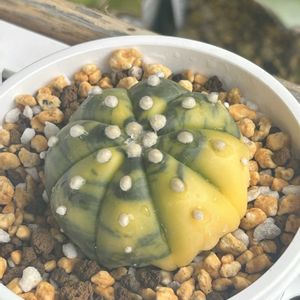 兜丸,スーパー兜,スーパー兜丸　Vタイプ,スーパー兜ヴァリエガータ,ガーデニングの画像