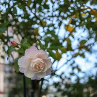 散歩,庭園,花いろいろ,ばら バラ 薔薇,お出かけ先の画像