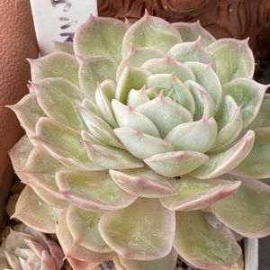 エケベリア,オンスロー,オウンスロー,多肉植物,エケベリア属の画像