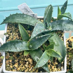 吉祥冠錦,アレナケア,ディッキア・マルニエルラポストレイ,ディッキア　ムーングロー,アガベクリサンサ☆の画像