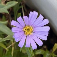 ブラキカム,ありがとう❤️,小庭ガーデナー,お花と暮らす幸せ,被災地の復興を祈ります。の画像