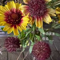 ガイラルディア,花のある暮らしの画像
