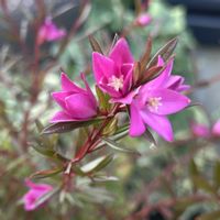 クリスマスローズ,クリスマスローズ,ハナカンザシ,ヒヤシンス,ヒヤシンスの画像