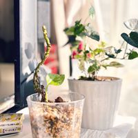 ベンジャミン,マドカズラ,ハートへデラ,へデラ,寄せ植えの画像