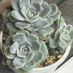 タイニーバーガー,ティティバンス錦,七福美尼（しちふくびに）,クラッスラ属バーフォレータヴァリエガータ,ガーデニングの画像