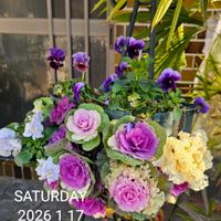 オタフクナンテン,ハクバイ(白梅),ハンギングバスケット,タカサゴユリ☆の画像