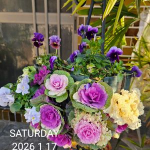 オタフクナンテン,ハクバイ(白梅),ハンギングバスケット,タカサゴユリ☆の画像