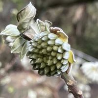 ミツマタ,梅(うめ),生田緑地,災害復旧の祈り,能登応援の画像