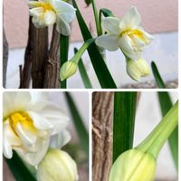 アリッサム,スイセン,水仙,サニーレタス,カーネーションの蕾の画像