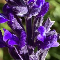 サルビア,サルビア,ラベンダーセージ,ラベンダーセージ,サルビア インディゴ スパイヤーズの画像