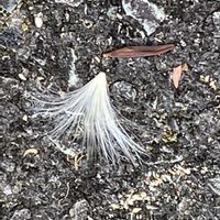 テイカカズラ,テイカカズラ,ケサランパサランの画像