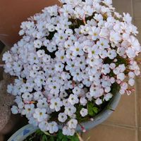 カタバミ,オギザリスの画像