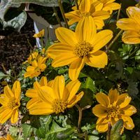 ビデンス,ご近所散歩,今日のお散歩,歩くの大好き♡の画像