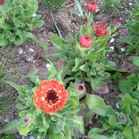 キンセンカ,キンセンカ（カレンデュラ）,花言葉,今日のお花,今日のお花の画像