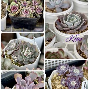 多肉,ローラ,沙羅姫牡丹,ピンクフリル,モナンテス ポリフィラの画像