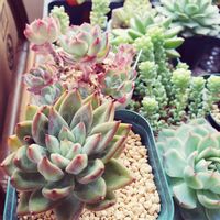 乙女心,ピンクルビー,マックトリ,クリームビューティ,ストロベリーアイスの画像