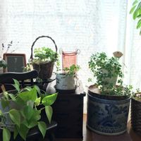 シュガーバイン,ポトスライム,ホンコンカポック,ポトス♪,シュガーバイン♪の画像