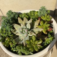 虹の玉,虹の玉,秀麗,秀麗,森村万年草の画像