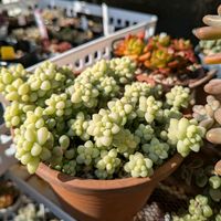 ビアホップ の画像