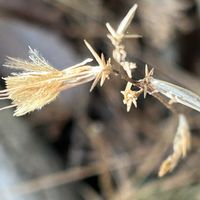 フジバカマ,サルトリイバラの実,キッコウハグマの冠毛,丘陵地,綿毛✽の画像