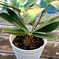 リュウビンタイ,リュウビンタイ,ザミア,ザミア,パキポディウム・ゲアイーの画像