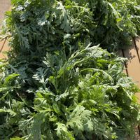 ニンジン,大根,水菜,春菊,ネギの画像