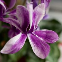 シクラメン,くるみ,スキミア ピンクドワーフ,WABARA,おへやで育てるばらの画像