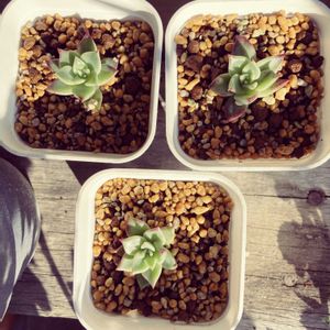 沙羅姫牡丹,おひめ,多肉植物,エケベリア属,植物のある暮らしの画像