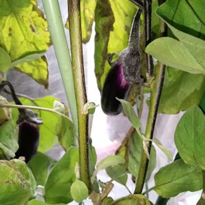 ナス,ナス,ナスの花,なす,なすの画像