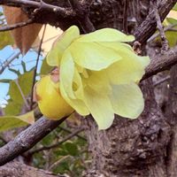 ロウバイ,青空,今日は暖かい,阪急電車西向日駅周辺,穏やかな一日にの画像