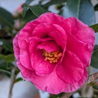 サザンカ,寒椿,獅子頭,鉢植,ともくんちの椿・山茶花の画像