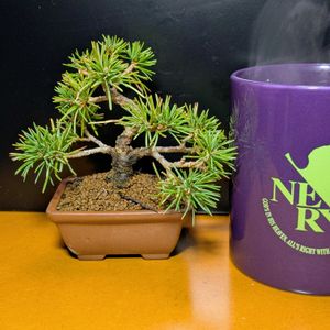 五葉松,盆栽,ミニ盆栽,盆栽苗木,まめ盆栽の画像