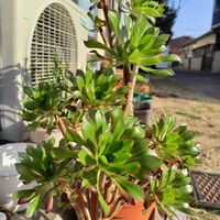 黒法師,ユーフォルビア・峨眉山,オーレウス,爪蓮華の花,クロホウシ(黒法師)の画像