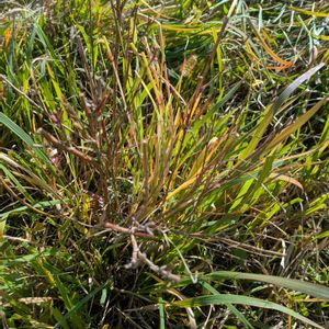 雑草,日記,こぼれ種,自己流,無農薬の画像