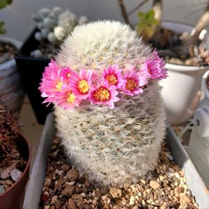 薄化粧,サボテンの花,多肉紅葉,とういんの画像