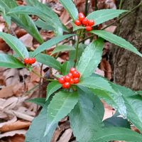 センリョウ,千両,キミノセンリョウ,キミノセンリョウ,常緑低木の画像